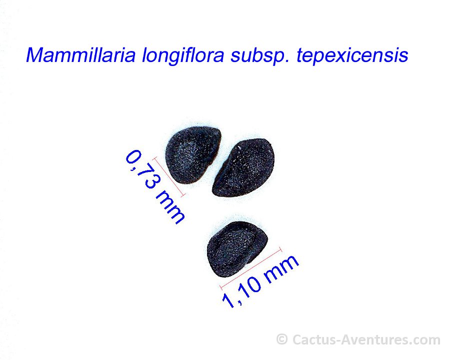 Mammillaria longiflora ssp. tepexicensis FO177 JM
